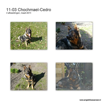 Mooie foto's van Chochmaël-Cedro in de maand maart